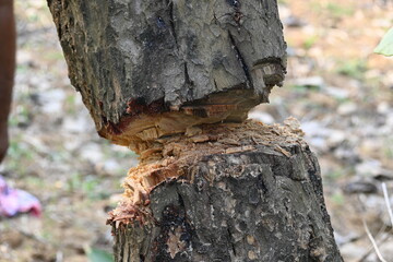 Tree being cut down with an axe. Wood is being cut for fuel in an Indian village. Indian village...