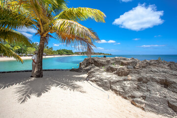 Cocotier sur plage mauricienne 