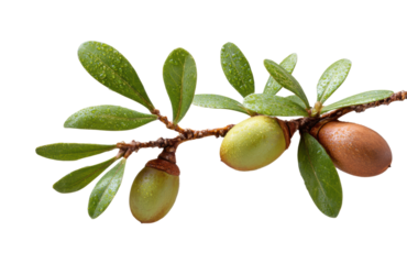 Close-Up of Fresh Green and Brown Argan Nuts with Dew Drops on Branch with Glossy Green Leaves, Isolated on Transparent and White Background