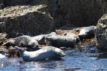 Some Grey Seals Resting on a Rocky Beach Coastline.