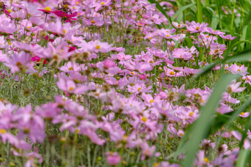 満開のピンク色のコスモス畑