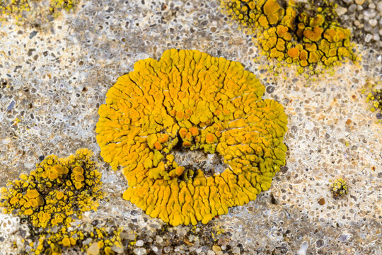 Caloplaca, Xanthoria and other different types of crustose lichen species on a concrete wall and stones near the Black Sea