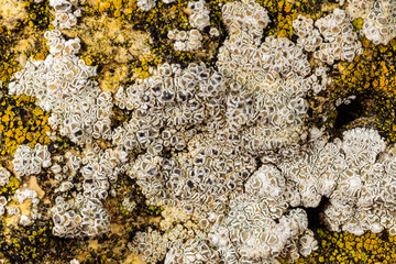 Different types of lithophilic crustose lichens growing on coastal rocks near the Black Sea