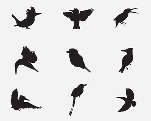 type of kingfishers bird vector silhoutte collections.kingfishers bird illustration bundle isolated on background