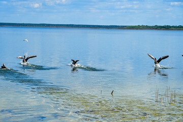 European wild geese with offspring swim on the lake in spring