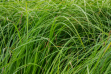 Stems of fresh green grass, blurred background.