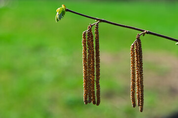 Branch with hazel catkins on a green blurred background.