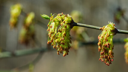 Maple branch with flowers on a blurred background in a spring garden.