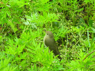 natural phylloscopus collybita bird photo