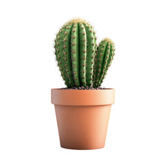 Succulent in terracotta pot