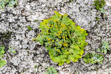 Yellow wall lichen Xanthoria parietina, widespread crustose lichen on tree branches