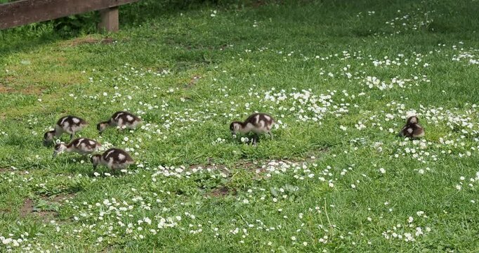 (Alopochen aegyptiaca) Cute goslings of Egyptian geese frantically pecking at grass seeds in a grassy space under their mother's eye
