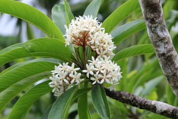 Obraz premium White flowers blooming on a tropical tree branch