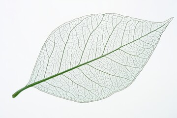 Delicate Leaf Structure