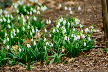 Galanthus nivalis - early blooming spring flowers, primroses - ephemerides