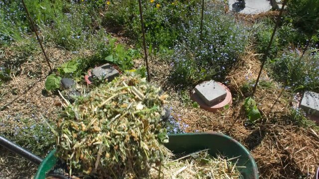 A gloved hand holds shredded plant material in a mulched garden, with oyas (clay pots) visible in the background.