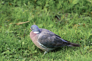 A dove sits in the grass on a green background.