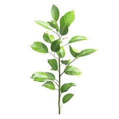 Obraz premium Green plant sprout