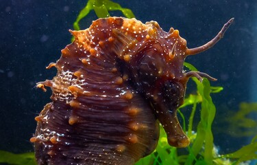 Side view of a male, Long-snouted seahorse Hippocampus hippocampus hiding among green algae near...