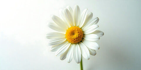 Naklejka premium Chamomile flower.