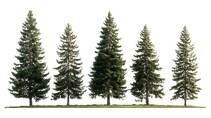 Fototapeta premium Five evergreen coniferous trees stand on green grass against a transparent background
