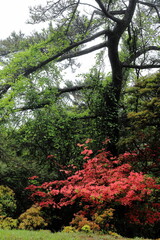 三重県伊賀市青山高原の若葉とつつじ