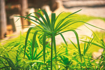 Green plant in a garden