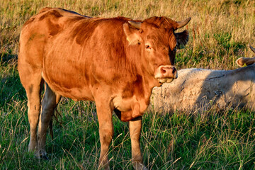 Cow portrait, cows on the pasture in summer