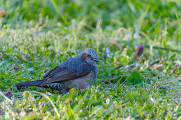 草むらにたたずむヒヨドリの姿