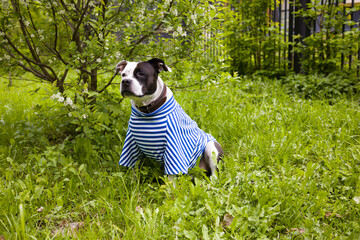 A dog in a navy vest, a sailor dog in a striped suit