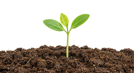 Isolated young plant in soil on white background