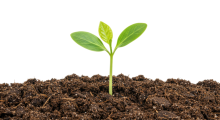 Isolated young plant in soil on white background