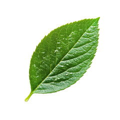 Obraz premium Lush Green Leaf