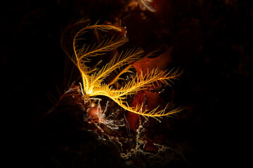 Mediterranean feather star (Antedon mediterranea)