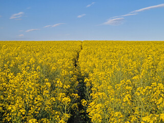 Obraz premium Vast rapeseed field in full bloom with bright yellow flowers and a footpath crossing the land, stretching toward the horizon. Dense clusters of blossoms contrast against the blue sky