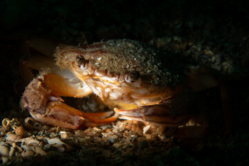 Swimming crab, also known as Harbor crab, named after the species Polybius depurator