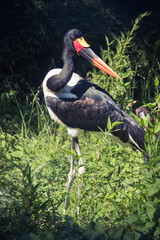Stork in the grass