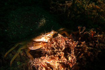 Swimming crab, also known as Harbor crab, named after the species Polybius depurator