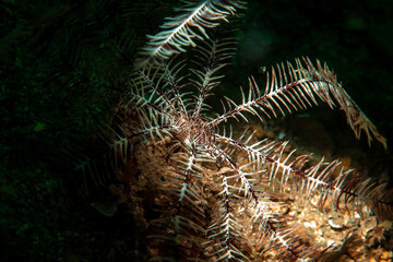 Mediterranean feather star (Antedon mediterranea)
