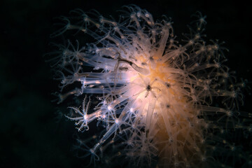 Veretillum is a genus in the family Veretillidae. The genus contains bioluminescent species.