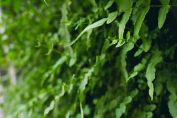 green fern leaves on the wall