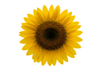 Fototapeta premium Sunflower Image HighResolution Yellow Sunflower Photo on Transparent background