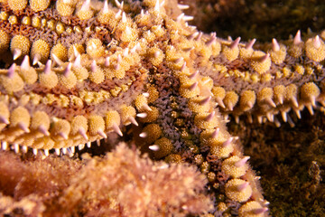 Marthasterias glacialis in impressive underwater landscape close-up
