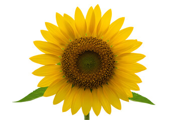 Fototapeta premium Vibrant Yellow Sunflower Closeup on Transparent background
