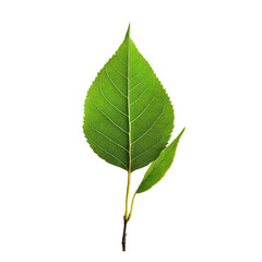 Fototapeta premium Vibrant green leaf sprout