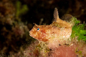 A blenny in it's natural habitat