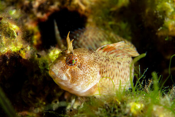 A blenny in it's natural habitat