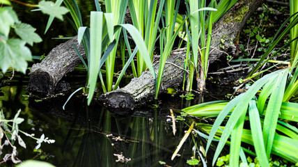 log in the swamp