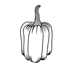 Hand drawn pumpkin sketch vector illustration. Sketch Style Autumn Pumpkin Graphic. Ripe squash isolated on white background. Linear art of healthy organic vegetable in cartoon style