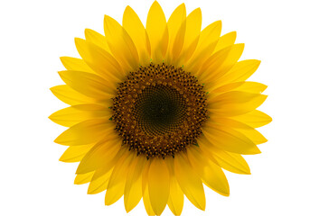 Fototapeta premium Vibrant Sunflower Image High Resolution Flower Photo on Transparent background